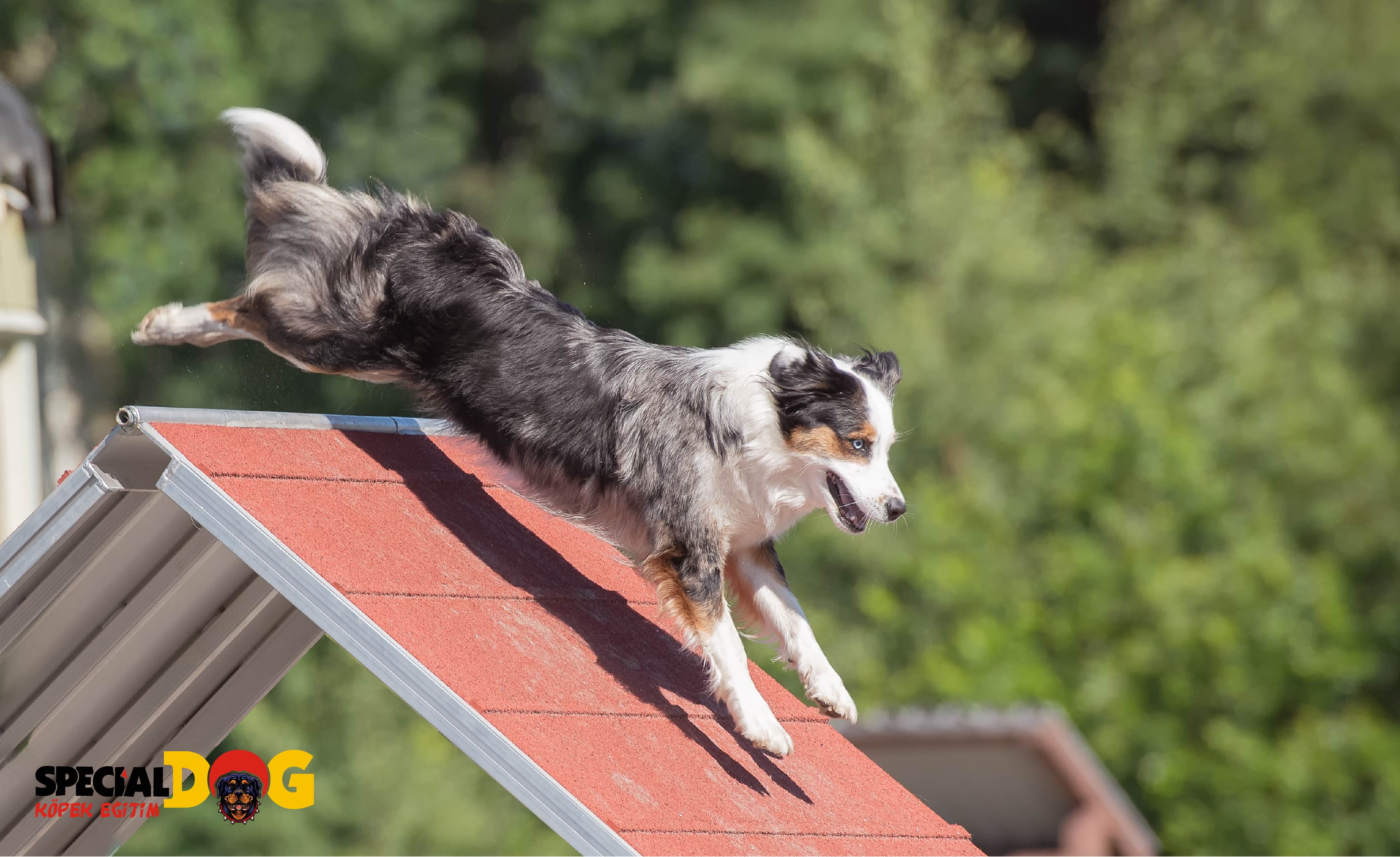 Alan Koruma Eğitimi Alan Koruma Eğitimi