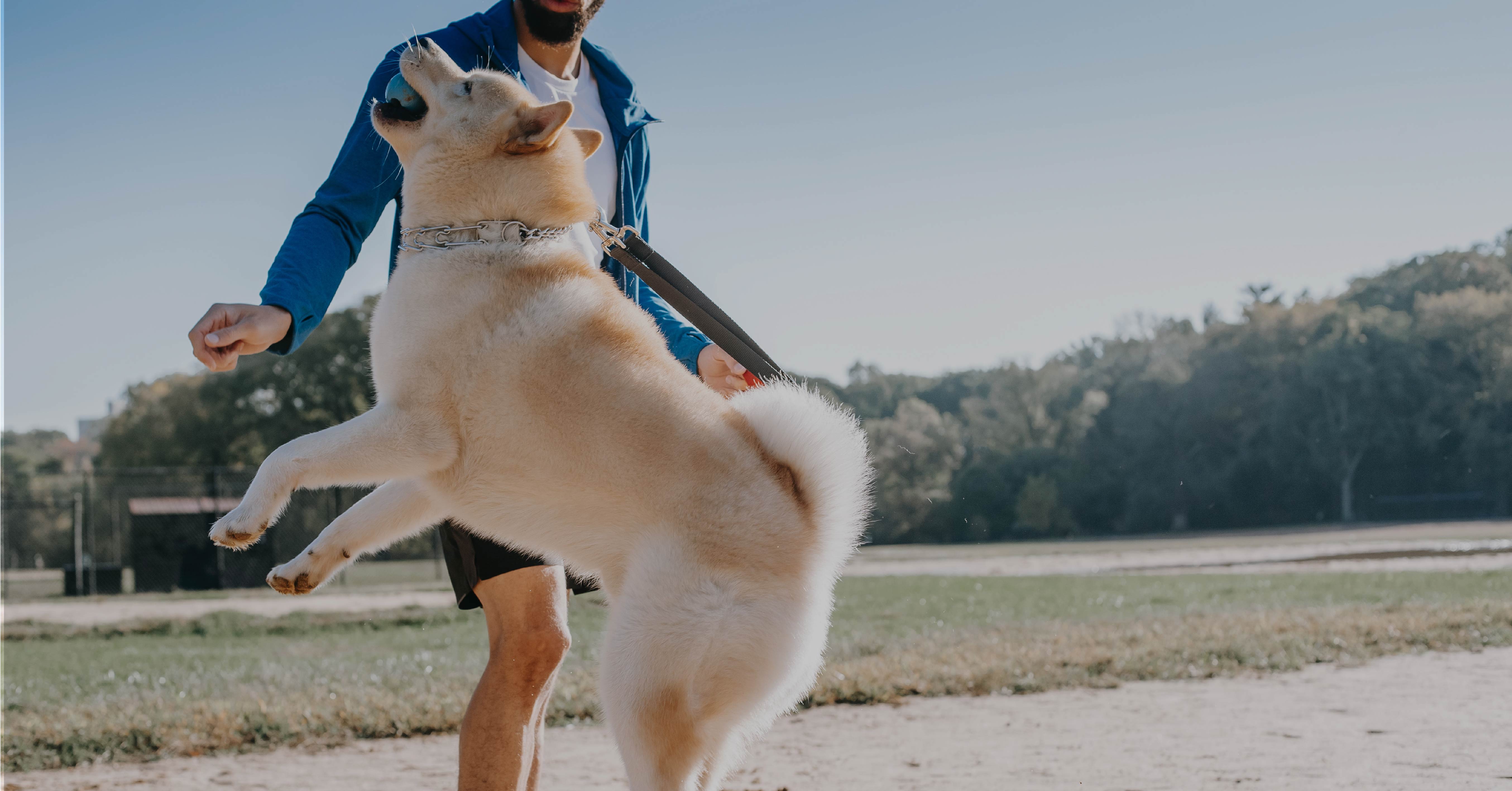 special-dog-kopek-egitimi-3